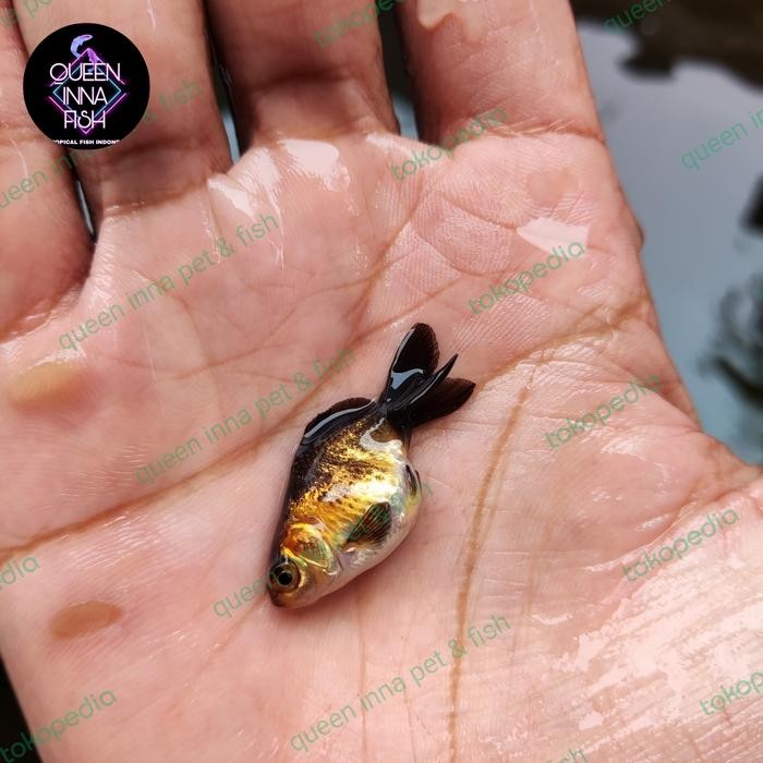 TERSEDIA GOLDFISH MASKOKI IKAN MAS KOKI TANCHO BERKUALITAS