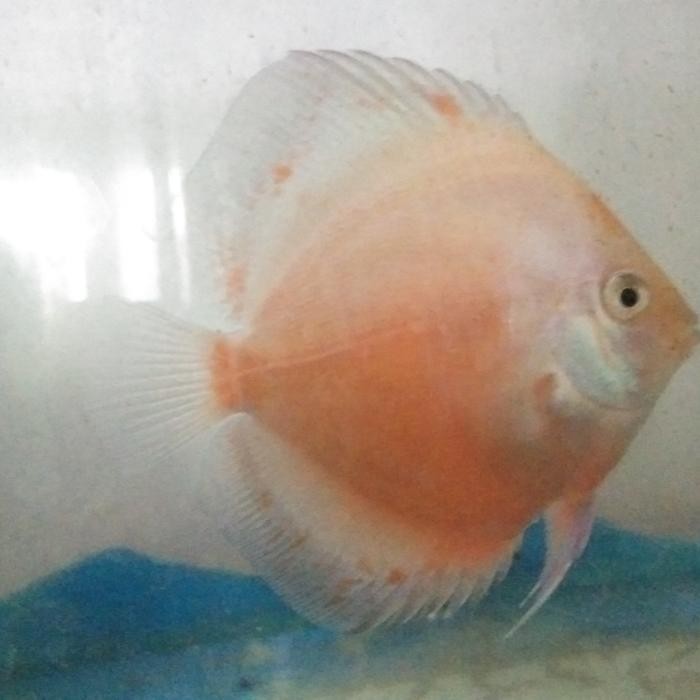 Iikan Discus Snow Leopard Size 2,5Inch