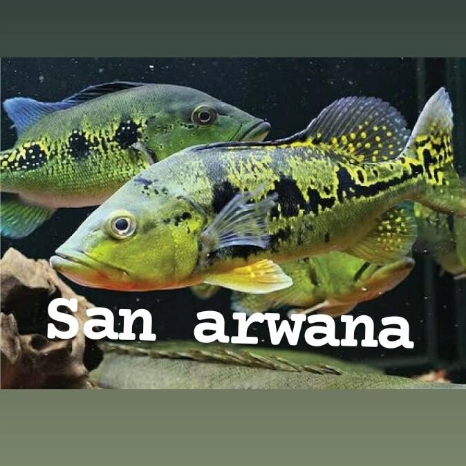 Ikan Pbass Mono Peacock Bass Tankmate