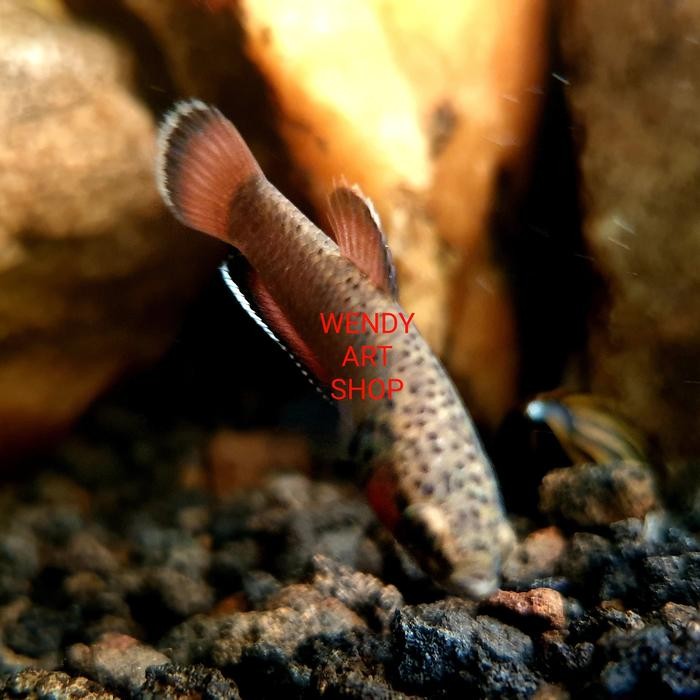 Wild Betta Albimarginata - Satuan (Random)