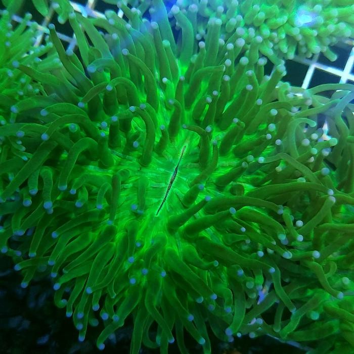 Coral Anemon Piring Hijau Tip Biru