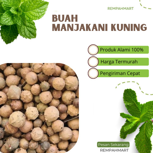 

250g Buah Biji Manjakani Kuning Premium / Manjakani Kuning Quercus Infectoria Alami / Bahan Minuman kesehatan Herbal 250 Gram Rempahmart