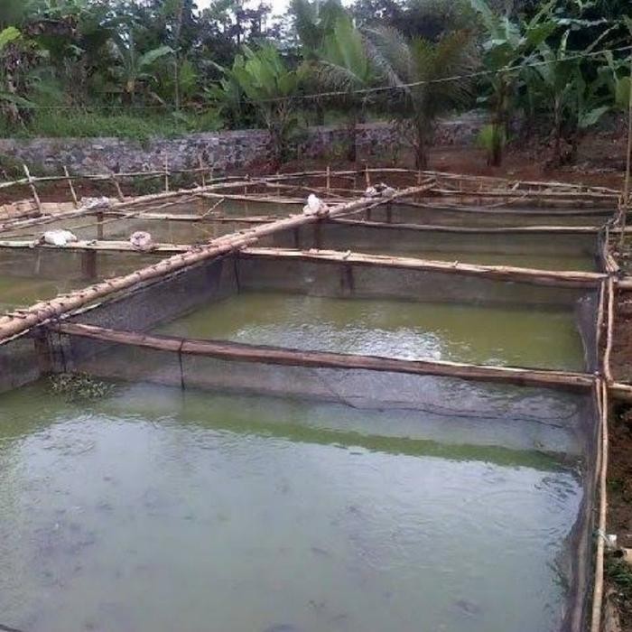 Karamba Ikan Bahan Waring Premiun 5X4X2 Keramba Kotak Ikan Nila Lele