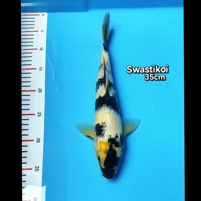 Ikan Koi Blitar Shiro 35Cm