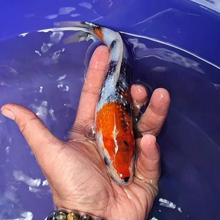 Ikan Koi Blitar Jenis Showa / Rumah Koi Jakarta / Kode 0042