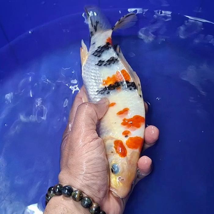 Ikan Koi Blitar Jenis Sanke / Rumah Koi Jakarta / Kode 0013