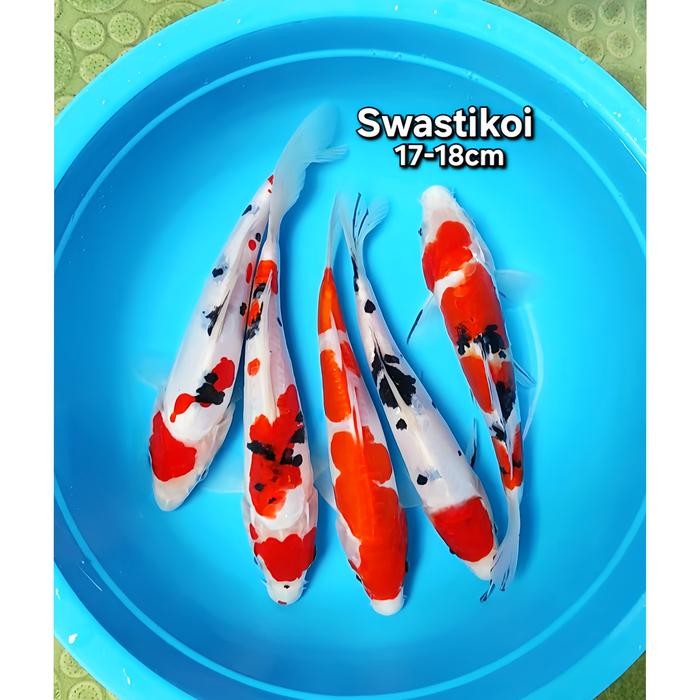 Ikan Koi Blitar Paket 5 Ekor Mantap