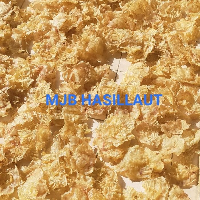 

Gelembung Ikan Manyung, Perut Ikan Mayong, Yiphiau,Hupio, 500Gram Best Quality Asli 100% Original