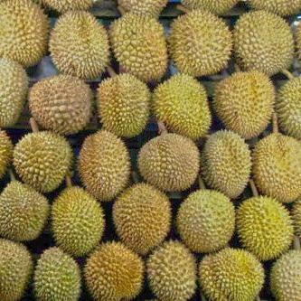 

TERLARIS durian medan utuh bulat READY STOCK