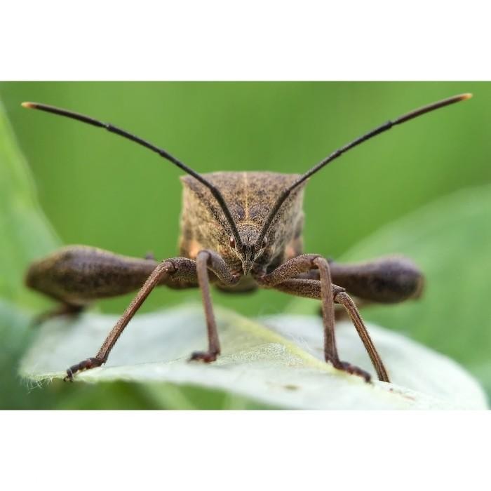 (Allthebest) Lensbong Lensa Prosumer Macro Makro 25mm for HP Handphone