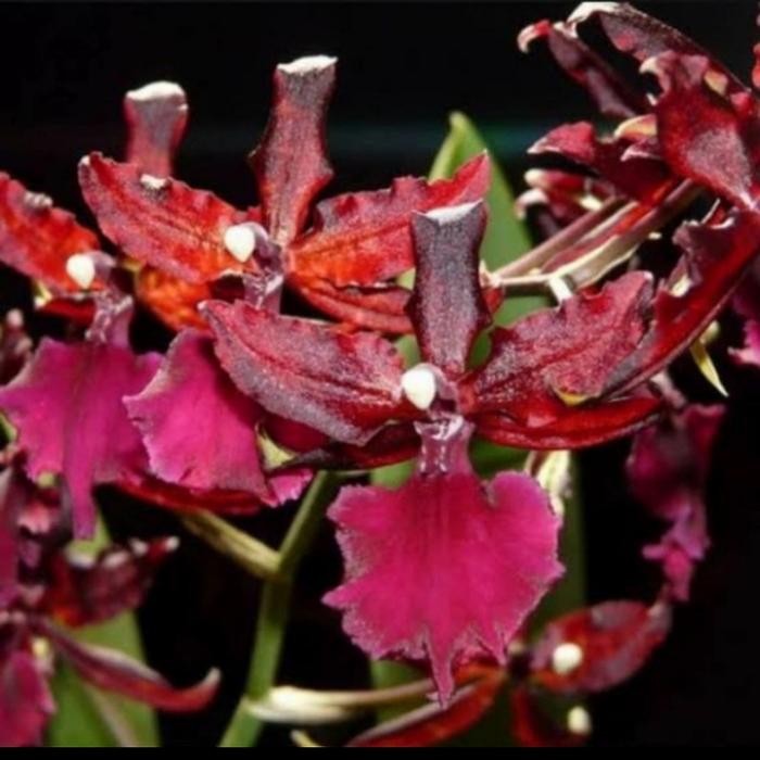 anggrek oncidium colmanara massai red