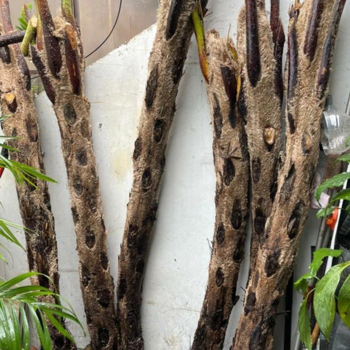 Pohon pakis monyet paku pakis tihang