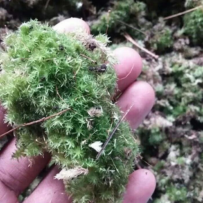 MEDIA TANAM LUMUT MOSS 1kg