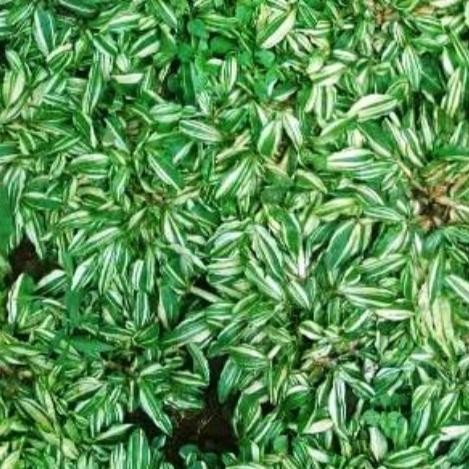 bibit rumput gajah mini putih 11 meter