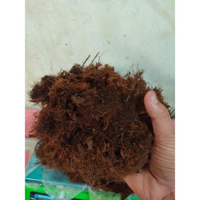 Moss Hitam Media Tanam Anggrek Spaghnum Akar Kadaka Asli Hutan Non Steril 500 Gram