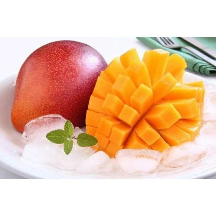 BIBIT TANAMAN MANGGA MIYAZAKI ORIGINAL