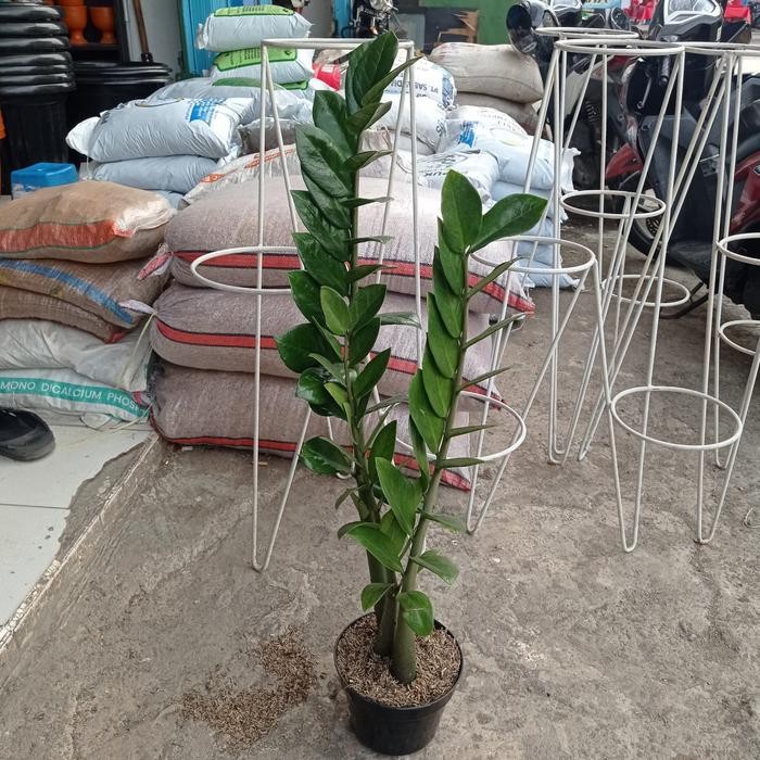 FLOWER TANAMAN ZZ PLANT