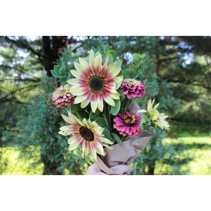 BENIH-BIBIT BUNGA MATAHARI STRAWBERRY BLONDE F1 (HAIRA SEED)