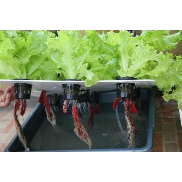 PAKET HIDROPONIK 36 LUBANG 3 BAK SET HIDROPONIK HIDROPONIK PEMULA