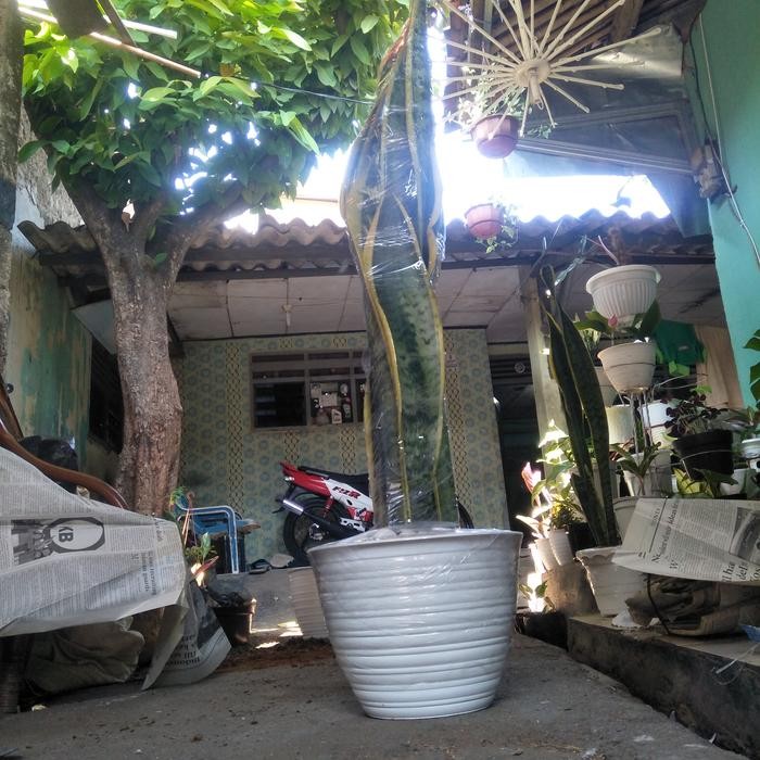 Sensivera Lidah Mertua Tinggi 1Meter