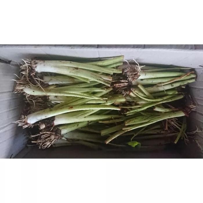 

Terbaru paket 25 bibit talas ketan asli Ready