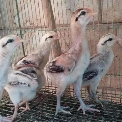 anak ayam pelung umur 2 minggu pilihan