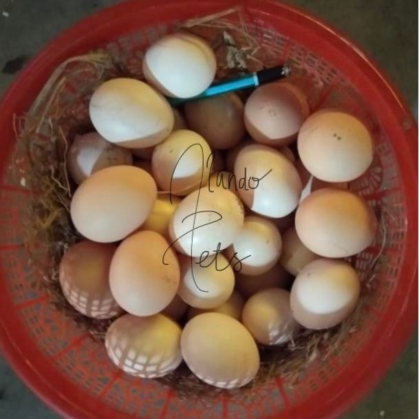 telur ayam pakhoy brakot fertil