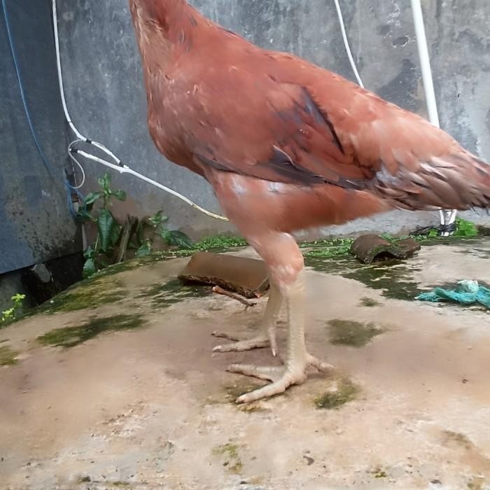 Anakan ayam pelung jumbo usia 3bulan Berkualitas