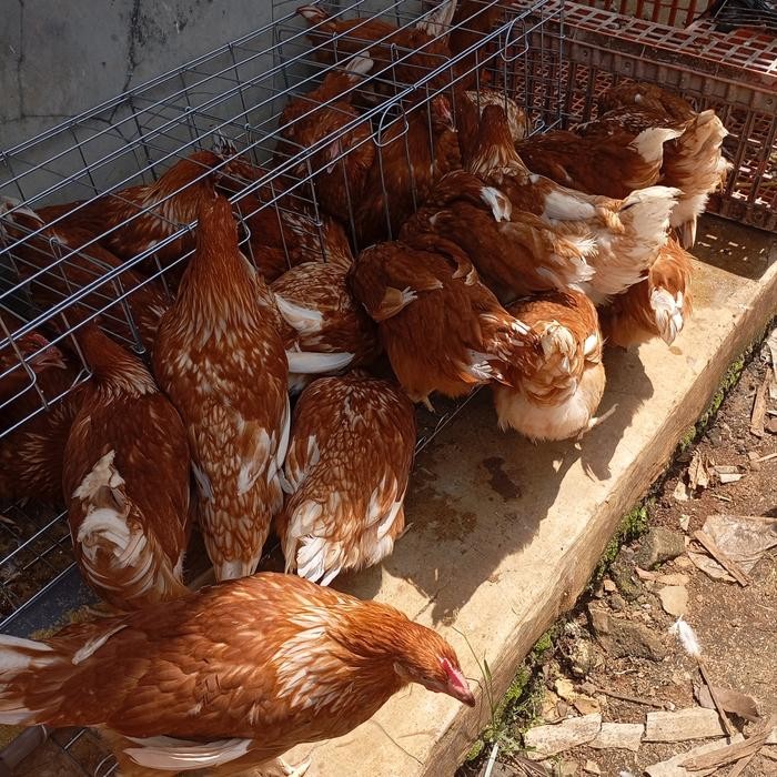 Ayam petelur Betina usia 15 dan 16 Minggu Reddy Stok