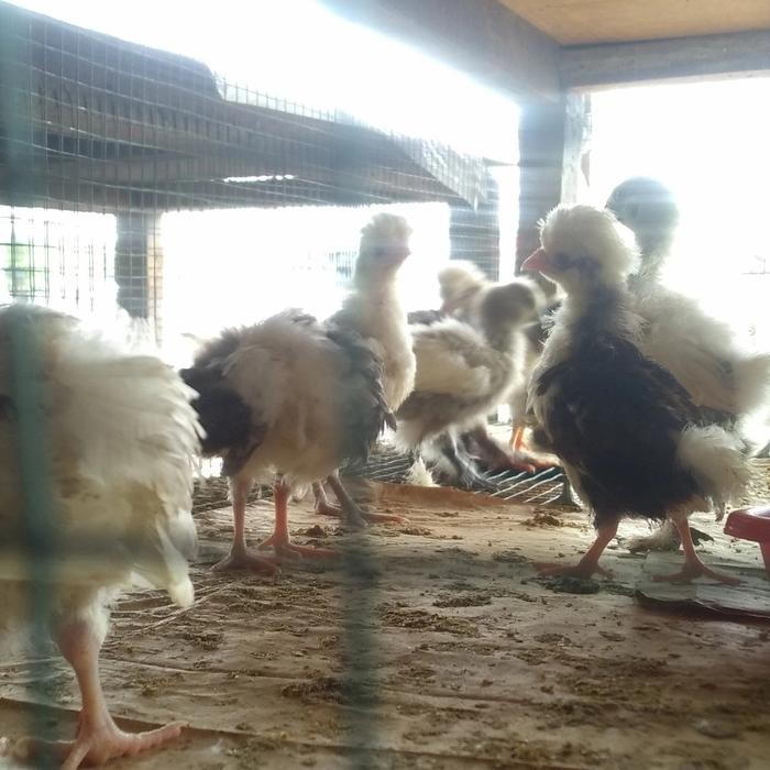 anak ayam poland - ayam polan - ayam jambul - ayam hias - anakan ayam