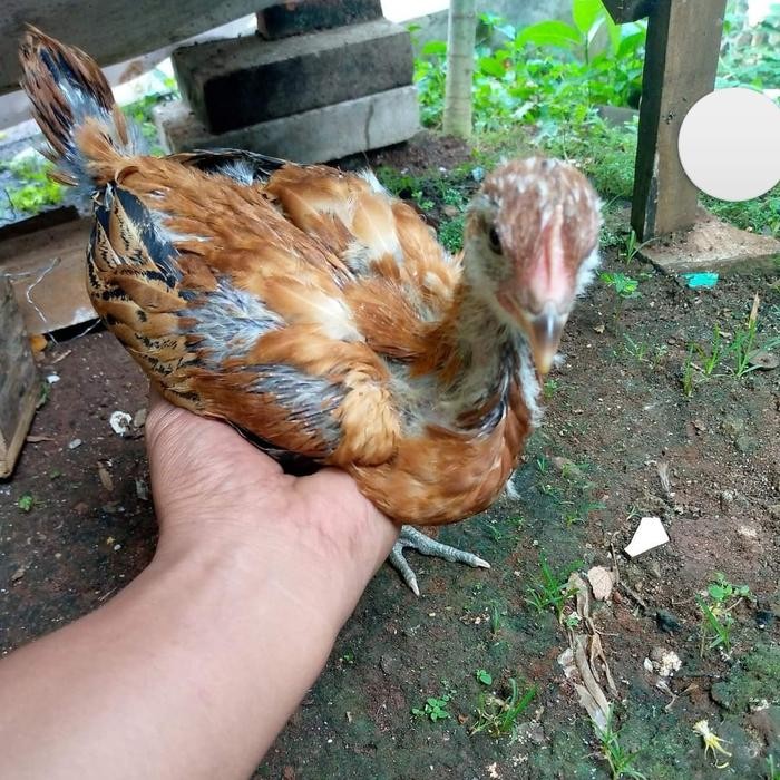 Anakan Pitik Ayam Pelung Jumbo Asli Original
