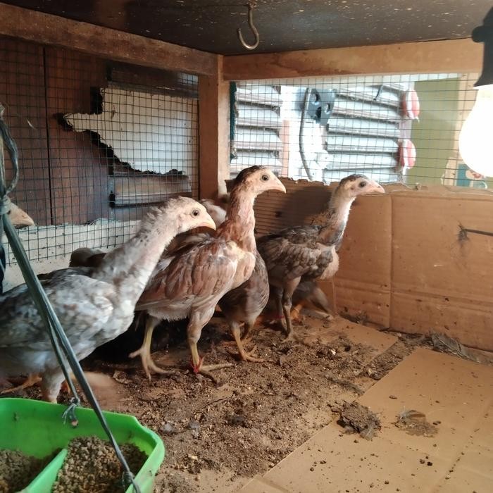 Anakan Ayam Pakhoy Usia 2 Bulan