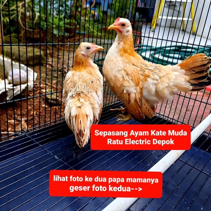 Sepasang Ayam Kate Muda
