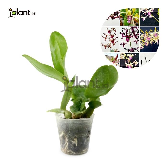 Anggrek Dendrobium Melintir (Hybrid)