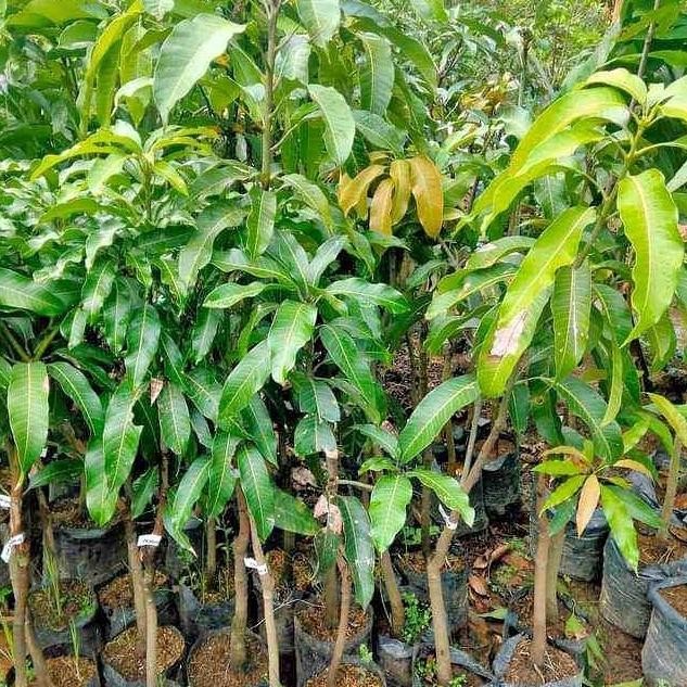 bibit tanaman mangga alpukat 1 meter an murah