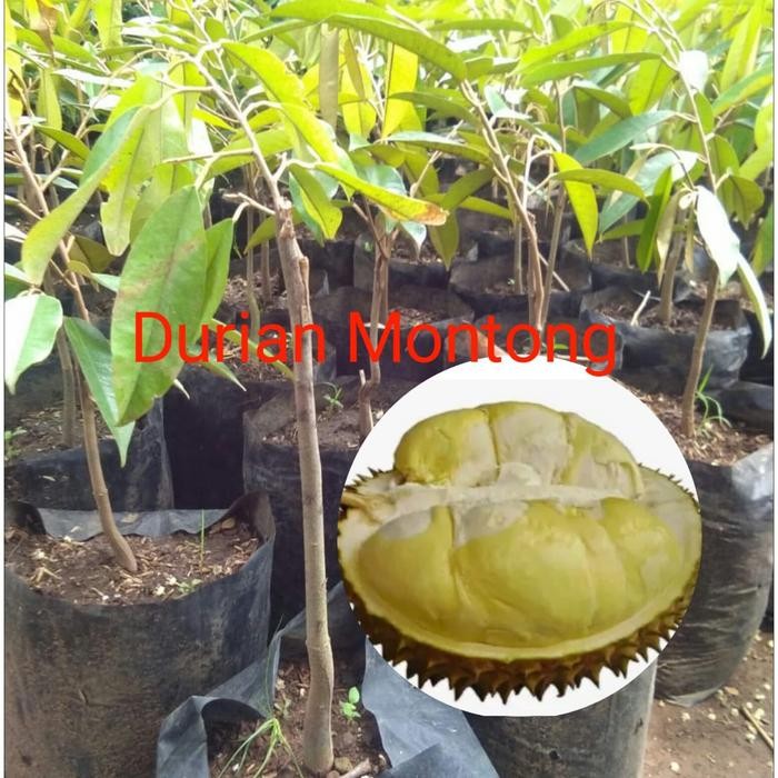 paket murah 3 bibit durian montong, bawor, musangking