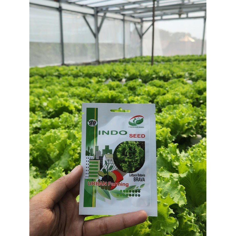 Benih Bebit Selada Batavia Brava 1 Gram By Indo Seed