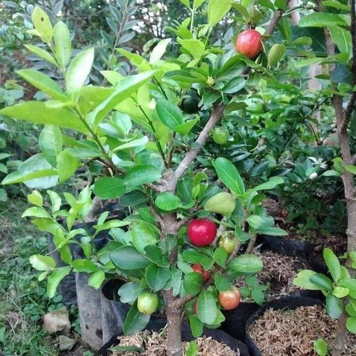 Lionmarket Ceri Barbados Berbuah