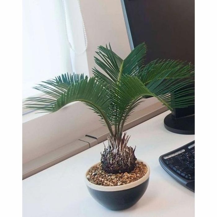 Tanaman Hias Pakis Sikas / Pohon Pakis Sikas / Palem Sikas Mawar Jambe Hiasan Taman (TERBAIK)