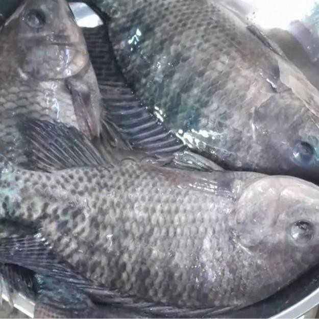 Essen Racikan Ikan Nila Susah Makan Media Pelet Dan Lumut Essen Boostrike Umpan Pancing (TERBAIK)