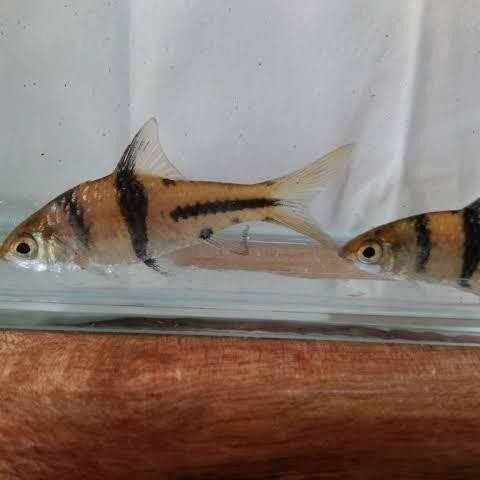 Siap Kirim Kaviat Bangkok Albino Ikan Hias Air Tawar