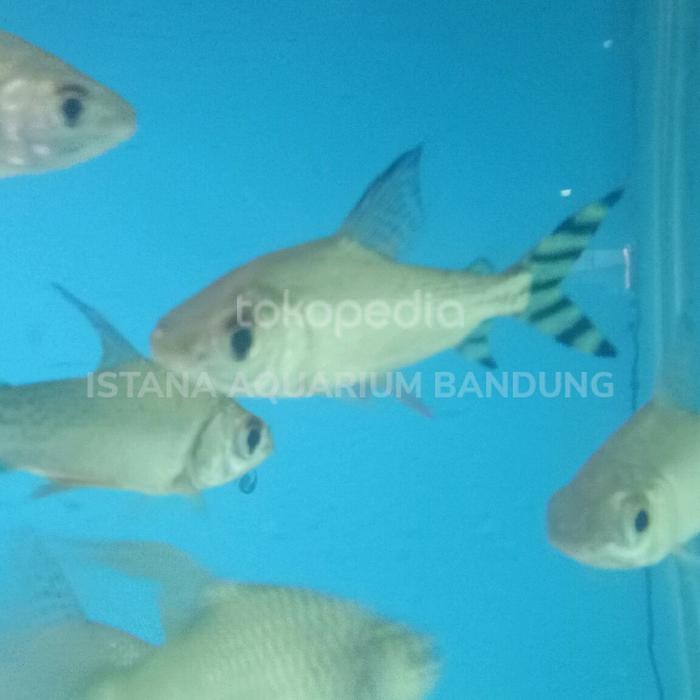 Siap Kirim Yellow Feifeng / American Flagtail Ikan Hias