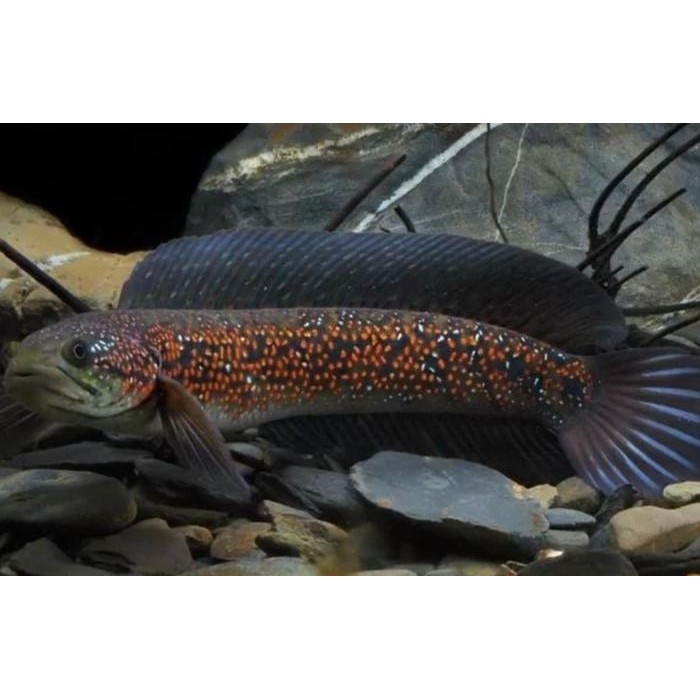 Siap Kirim Paket Reseller Baby Channa Asiatica RSP Kalimaya Ikan Gabus Mutiara