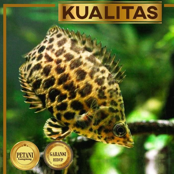 Siap Kirim Ctenopoma Leopard Mini Ikan Hias Aquascape Tanaman Air Aquarium