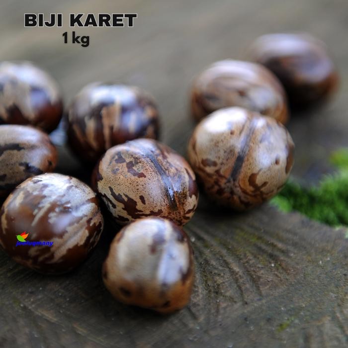 (Allthebest) BIJI KARET KILOAN KUALITAS TERBAIK