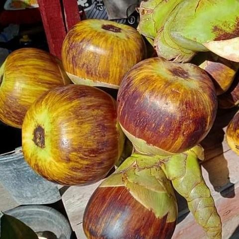 

NATURE- Buah Lontar 1 Bulat / Kupas Segar Isi