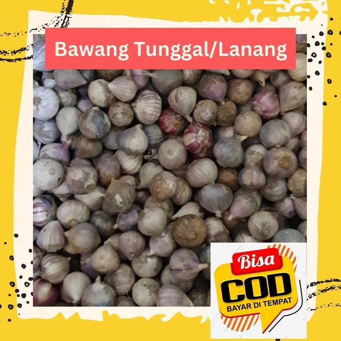 

NATURE- Bawang Putih Tunggal Bawang Putih Lanang Ukuran Sedang 100 Gr