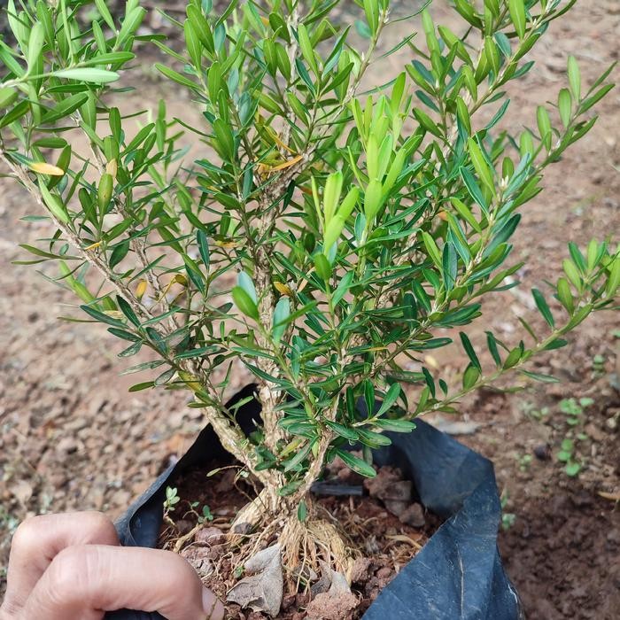 BOXUS BAHAN BONSAI MAME AKAR MUTER