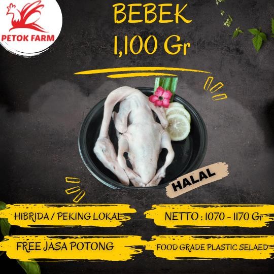 

Siap Kirim Bebek Hibrida 1.1Kg - Segar & Siap Masak Shopee