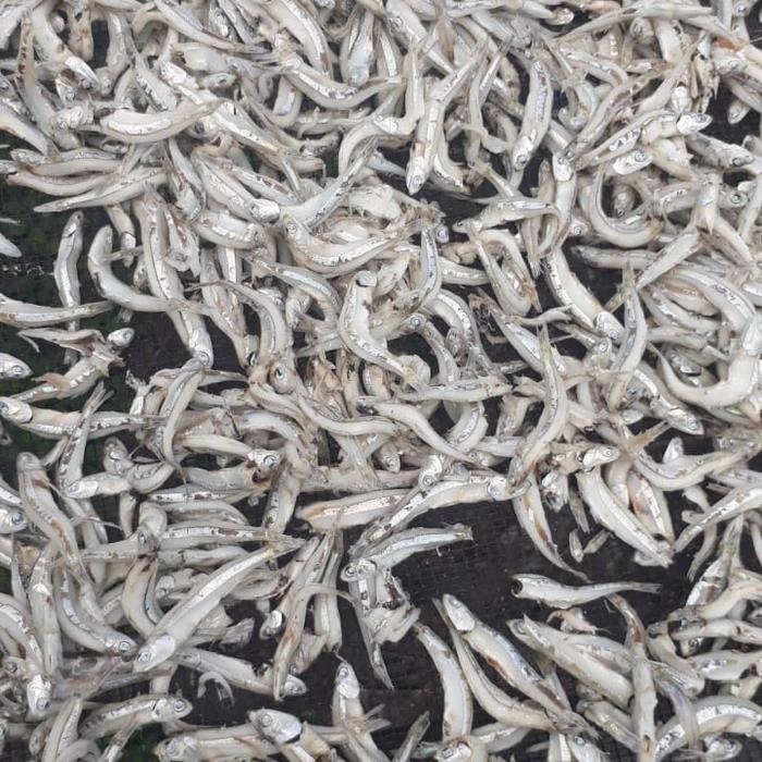 

Siap Kirim Teri Jengki Bulat 2,5kg - Grosir Murah & Gurih Shopee